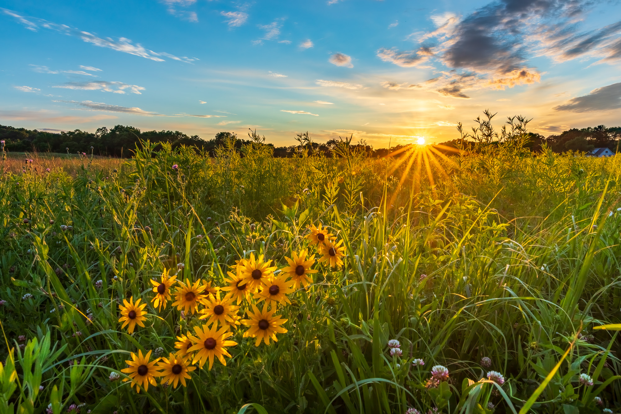 Bellbrook Sugarcreek Park District’s super bloom of Black-eyed Susans mimic the last rays of the setting sun